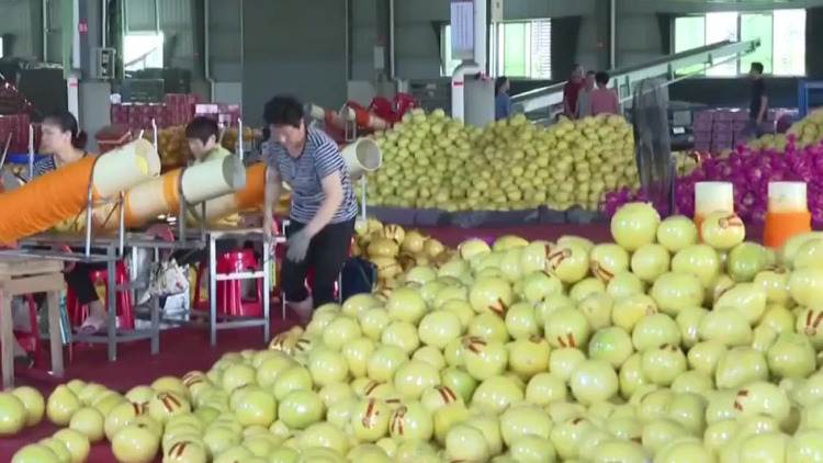 广东：梅州现代农业产业园让金柚生“金”
