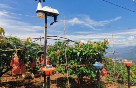 四川米易县：“土”门道里的新科技 智慧农业解放生产力