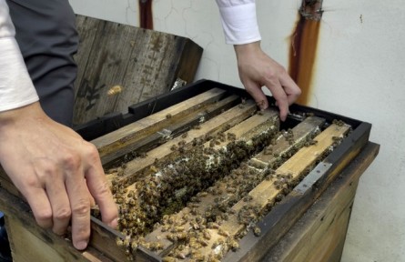 春季蜜蜂养殖增产技术