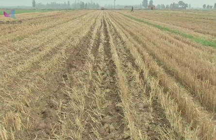 麦茬全秸秆覆盖花生机械化免耕播种技术