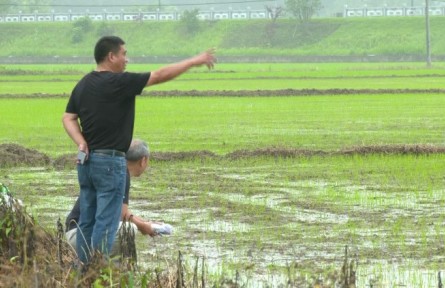水稻受淹后如何补救