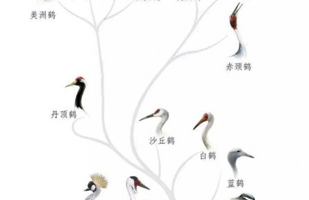 物种故事 | 全球15种鹤，9种的故乡在中国