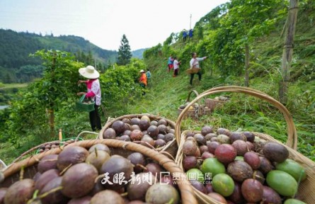 贵州榕江：百香果香飘百里 助力农民增收