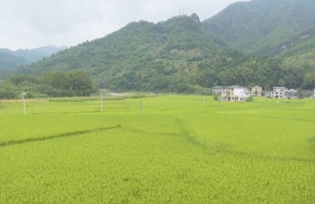 贵州铜仁：大数据平台上线 推动数字农业现代化