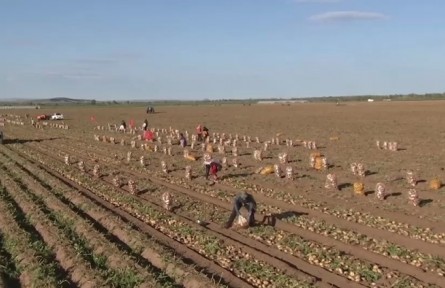 内蒙古：乌兰察布300万亩马铃薯迎来丰收