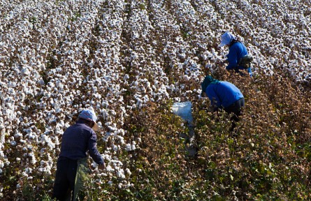 科技助力新疆棉花产业高质量发展