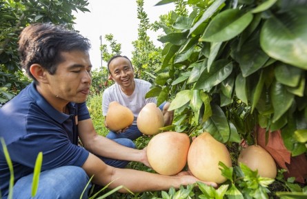 广西藤县：柚子产业扩宽致富路