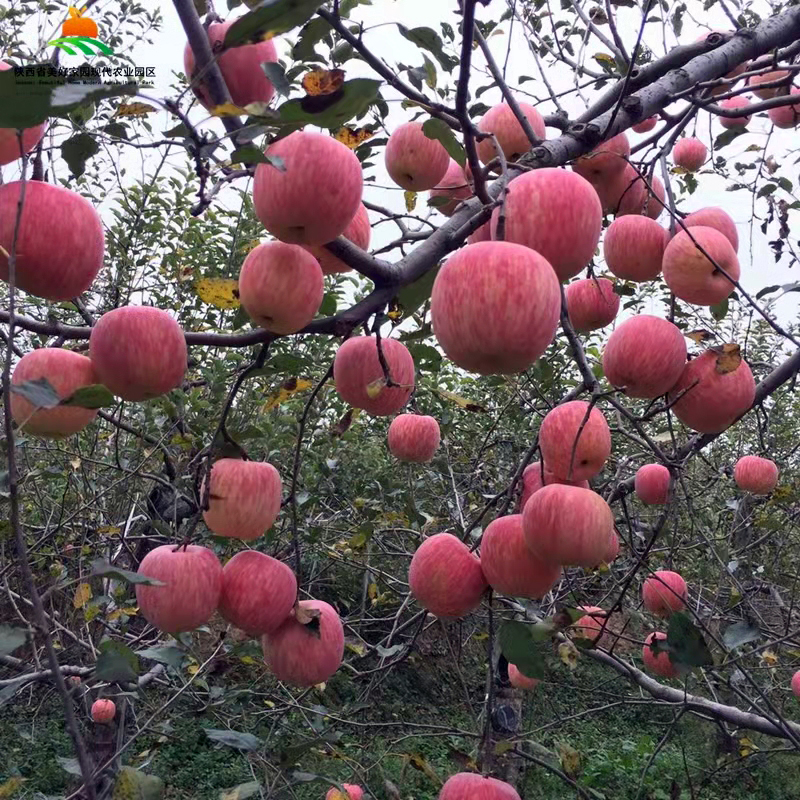 果树认领：6年生以上盛产期红富士苹果树