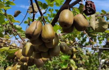 四川泸州：鲜果飘香迎丰收 猕猴桃采摘正当时