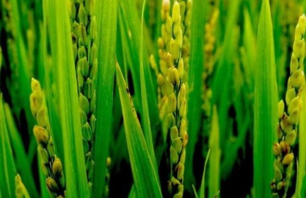 晚稻抽穗期遇到寒露风 做好这三点可降低对水稻的危害