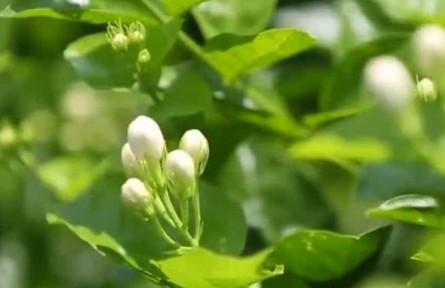 丰收中国·福建永泰：有机绿色种植 茉莉花亩产逐年提高
