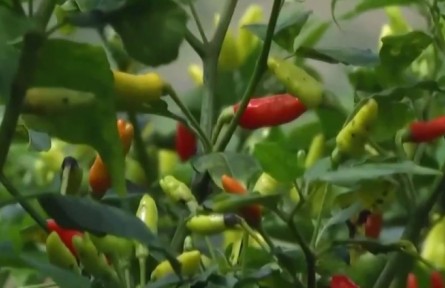 非洲辣椒销往中国 带动当地农业现代化