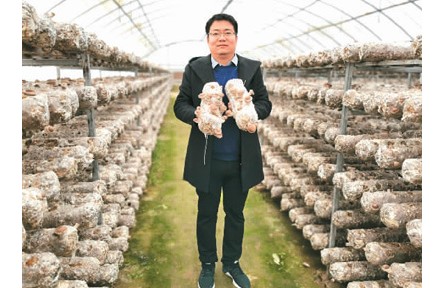 90后”海归师鹏飞返乡做“新农民”：深耕农业科技 用小菌菇带富一方乡亲