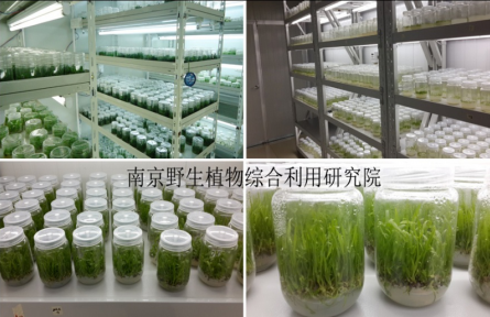 南京野生植物研究所特色经济植物的组培快繁技术（工厂化育苗技术）