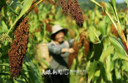 贵州赤水：“订单高粱”助农增收致富