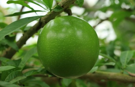 物种故事 | 挂在树上的“西瓜”——铁西瓜