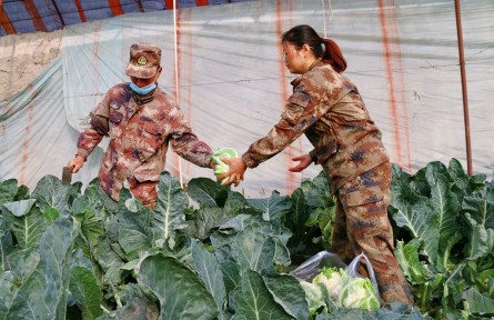 新疆兵团二师二十五团：花菜丰收