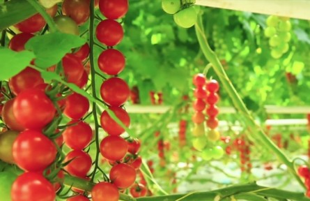 看看智慧种植园怎么种番茄玩“花活儿”