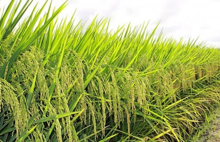 珠三角地区双季稻亩产首次突破1500公斤