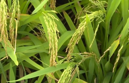四川中江：“品香优秱珍”试验水稻 平均亩产817.2公斤