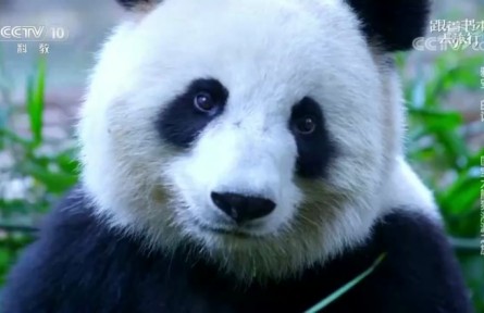 跟着书本去旅行：雅安·印记——国宝大熊猫溯源之旅