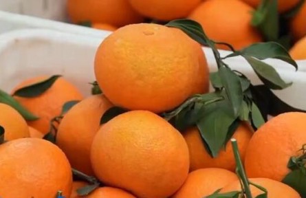 四川丹棱：推动农业标准化 电商助力橙橘销售