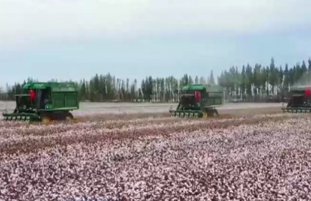 国家统计局：2021年棉花产量573.1万吨 单产有所提高