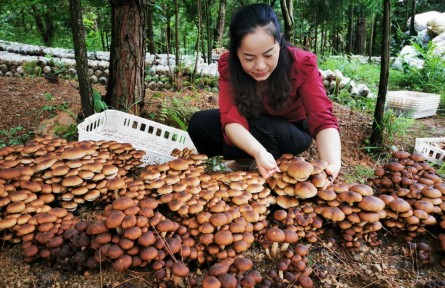 丁德芬家庭：茶树菇铺展林下经济致富路