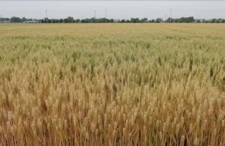 中国农业科学院作物科学研究所培育的新品种“中麦578”助力农民增收