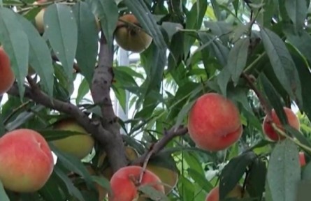 桃树生长季如何追肥​
