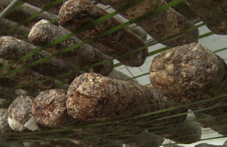 反季节香菇栽培技术——出菇温度管理