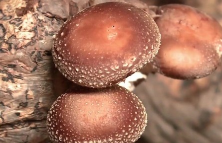 香菇层架栽培技术