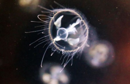 物种故事|桃花水母：诞生于5亿多年前的我，是水中“生态检验员”
