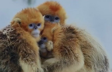 金丝猴——冰雪无法改变爱的温度
