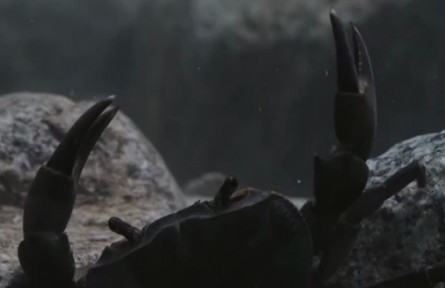 鹰嘴龟大战溪蟹