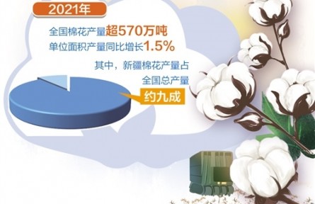主产区3000多万亩棉花已被陆续收购——棉花量稳质升 种棉收益增长