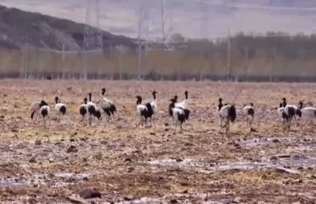 西藏：藏黑颈鹤数量超过一万只