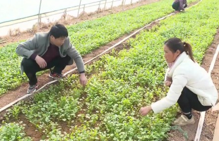 安徽：农民专业合作社汇聚乡村振兴“合力”