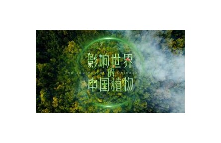 影响世界的中国植物 第5集 竹子