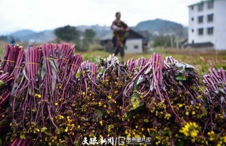 贵州松桃：红菜薹丰收上市
