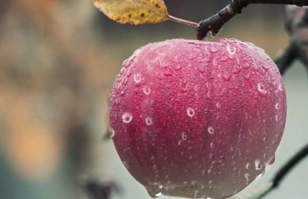 苹果树发生老翘皮、腐烂病应如何处理？