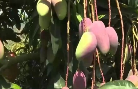 海南三亚：春季芒果集中上市