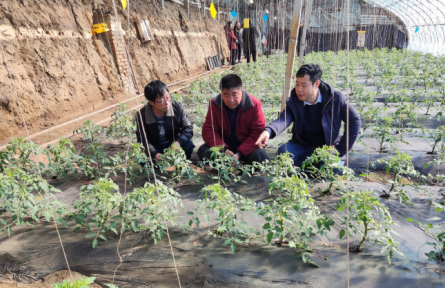 辽宁省农业科学院科技共建蔬菜团队到铁岭、抚顺开展技术服务