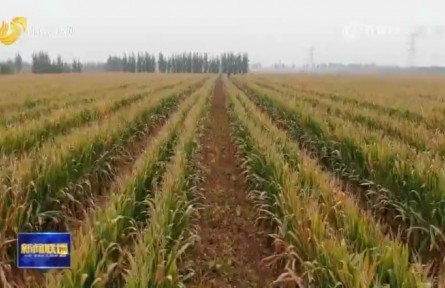山东：系统推广大豆玉米带状复合种植技术 维护国家粮油安全
