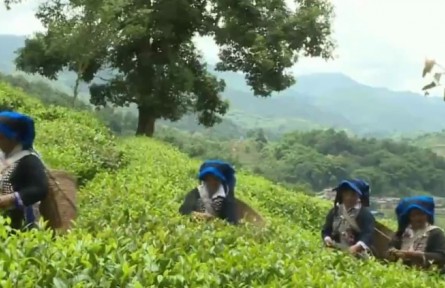 云南：春暖茶飘香 茶农采茶忙