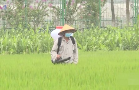 水稻穗肥施用技术