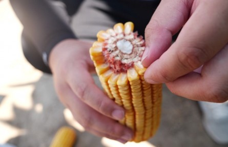 如何判断玉米是否成熟