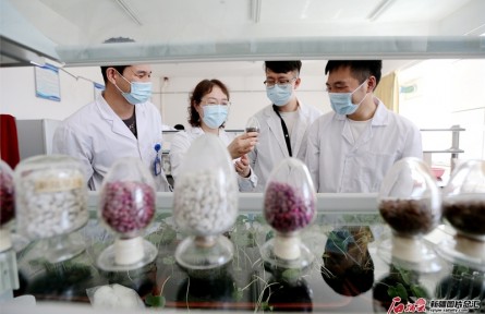 新疆农业大学农学院棉花创新团队：育好一粒种 开出“幸福花”