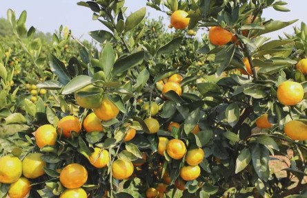 江西抚州：“金溪蜜橘”获批国家地理标志证明商标