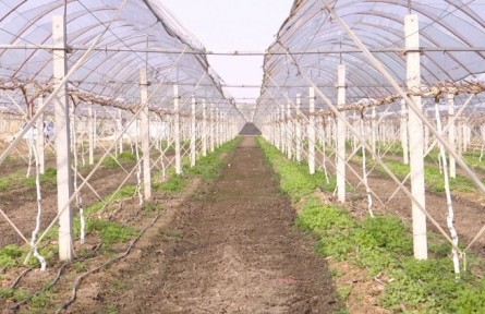 春季葡萄水肥管理与树根系养护